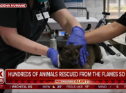 Kisah Haru dari Kebakaran Los Angeles, Kucing Hilang Bertemu Lagi dengan Pemiliknya