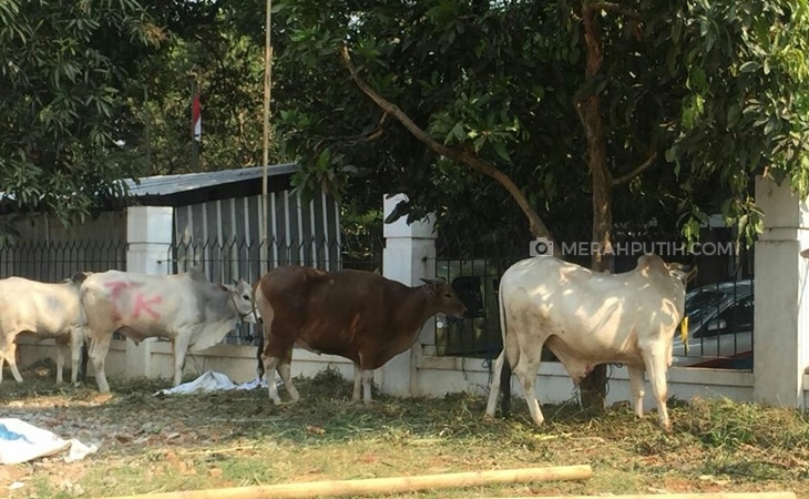 Hewan Kurban warga DKI Jakarta