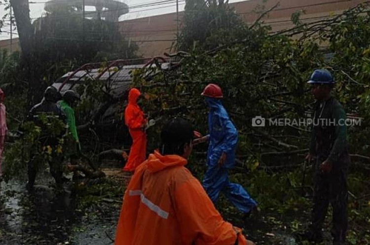 Pohon Tumbang Timpa Halte, Dua Siswa SMP Sedang Berteduh Luka-luka