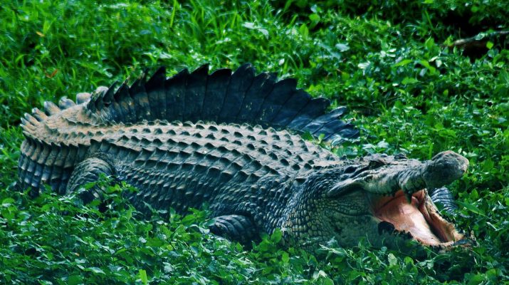[HOAKS atau FAKTA]: 43 Ekor Buaya Lepas di Aliran Sungai Cisadane