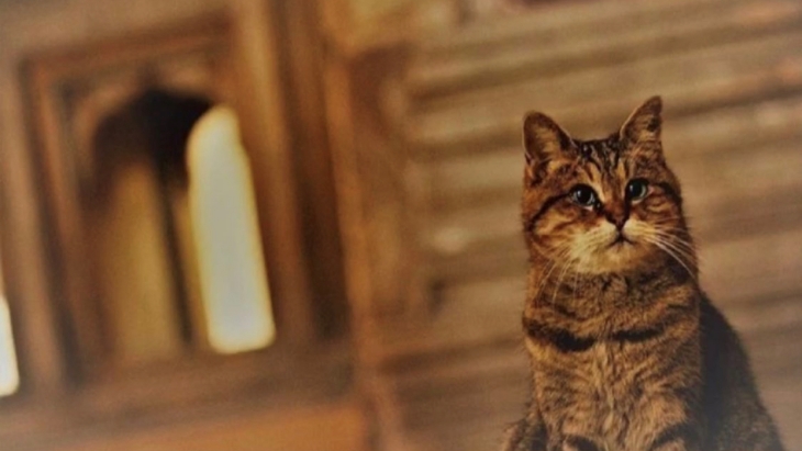 Kucing Ikonik Hagia Sophia Meninggal