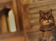 Kucing Ikonik Hagia Sophia Meninggal