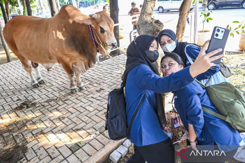 78 Hewan Kurban Masjid Istiqlal Baru Disembelih Hari Ini, Termasuk 2 Sapi Jumbo dari Prabowo dan Gibran