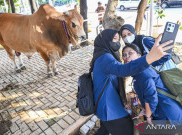 78 Hewan Kurban Masjid Istiqlal Baru Disembelih Hari Ini, Termasuk 2 Sapi Jumbo dari Prabowo dan Gibran