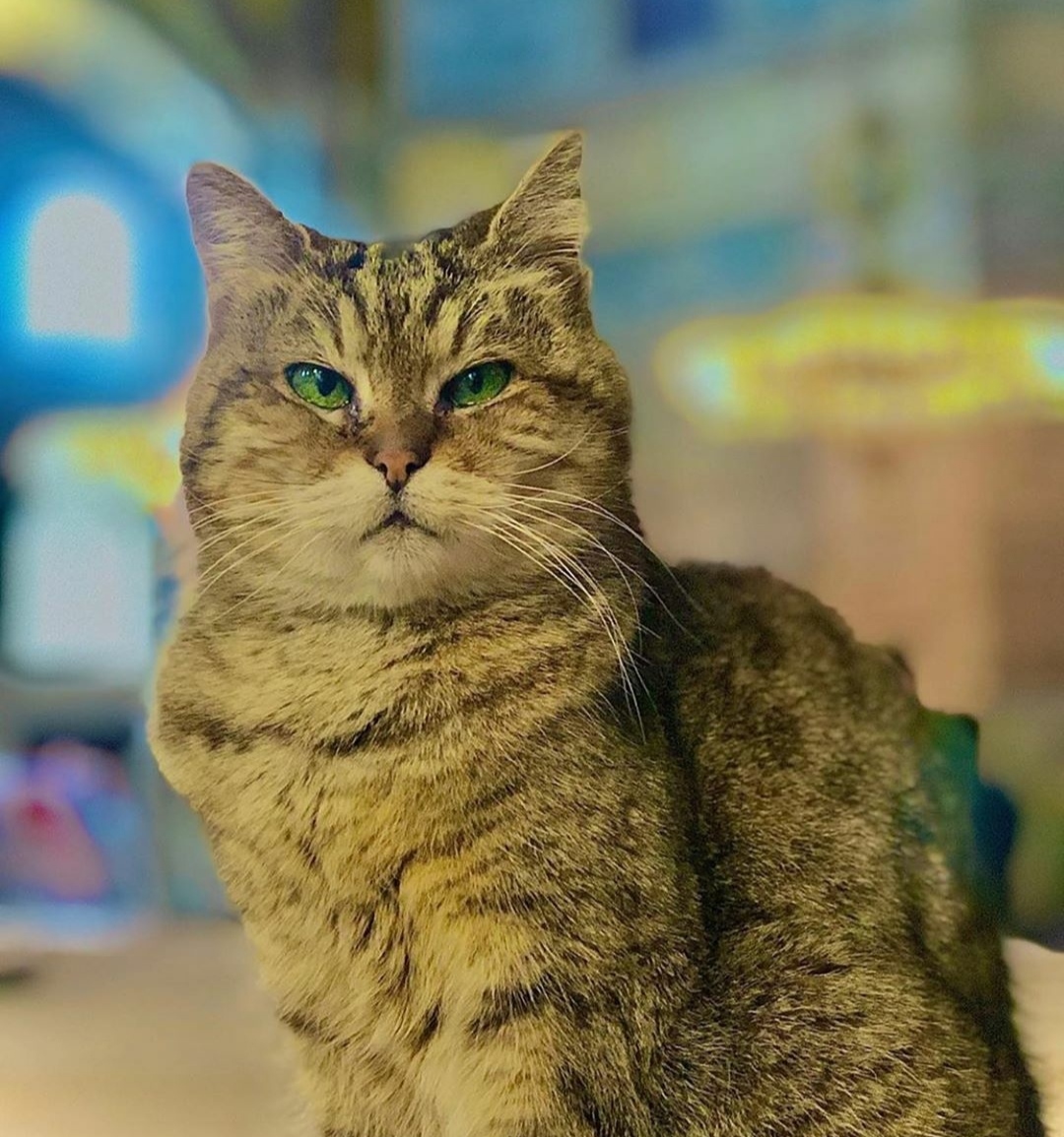 Mata hijau menawan kucing Gli di Hagia Sophia. (Foto: Instagram/@firatyuruk)