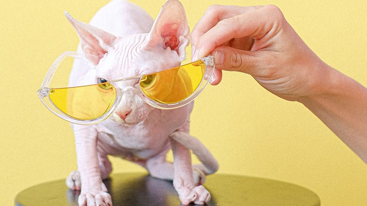 Jika Alergi Pelihara Jenis Kucing ini