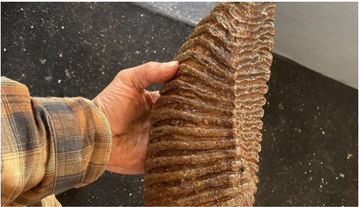 mammoth tooth