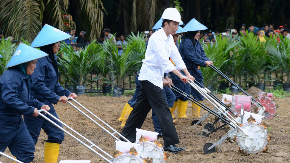 Presiden Jokowi di perkebunan Kelapa Sawit