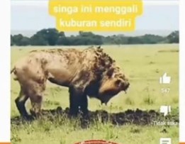 [HOAKS atau FAKTA]: Seekor Singa Menggali Kuburannya Sendiri