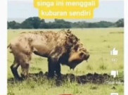 [HOAKS atau FAKTA]: Seekor Singa Menggali Kuburannya Sendiri