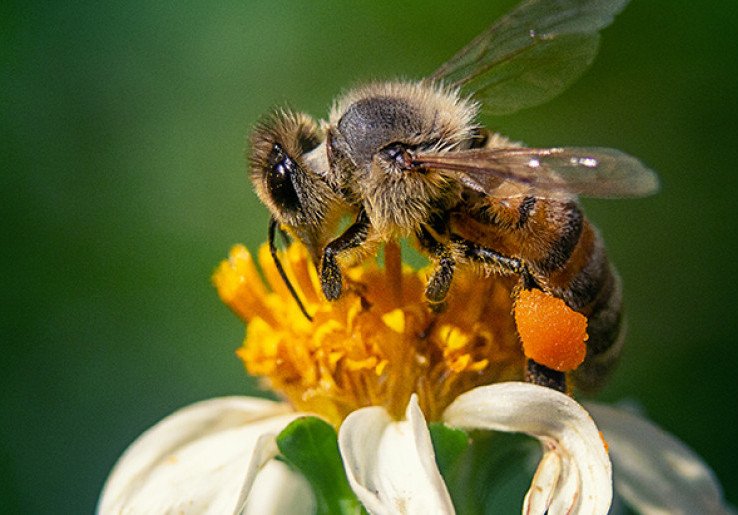 Lebah Anggrek dan Wewangian Rahasia di Kaki Belakang