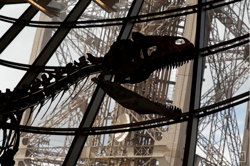 Fosil Dinosaurus Tak Dikenal Laku Rp 32 Milliar