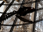 Fosil Dinosaurus Tak Dikenal Laku Rp 32 Milliar