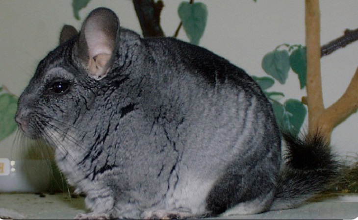chinchilla