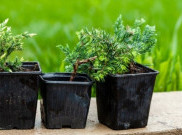 Cara Memilih Pot Terbaik untuk Tanaman Luar Ruangan