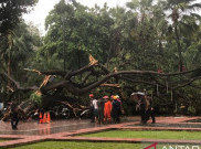 Masyarakat Jakarta Diminta Hati-Hati dari Ancaman Pohon Tumbang