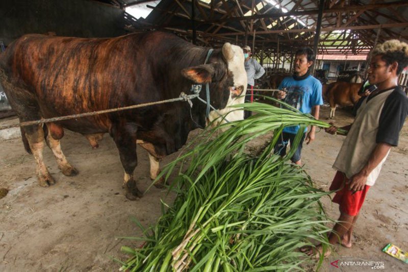Presiden Jokowi Berkurban Seekor Sapi Seberat 1,3 Ton untuk Warga Kalteng