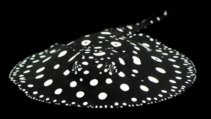 Ikan Peliharaan dengan Harga Termahal, Pasti Bikin Kamu Tercengang