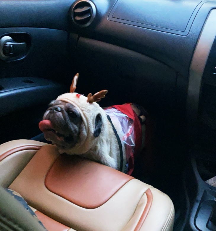 Siapkan treats kesukaan anjing. (Foto MP/Shenna)