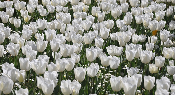 Floriade. (Foto: Pixabay/Jcome)