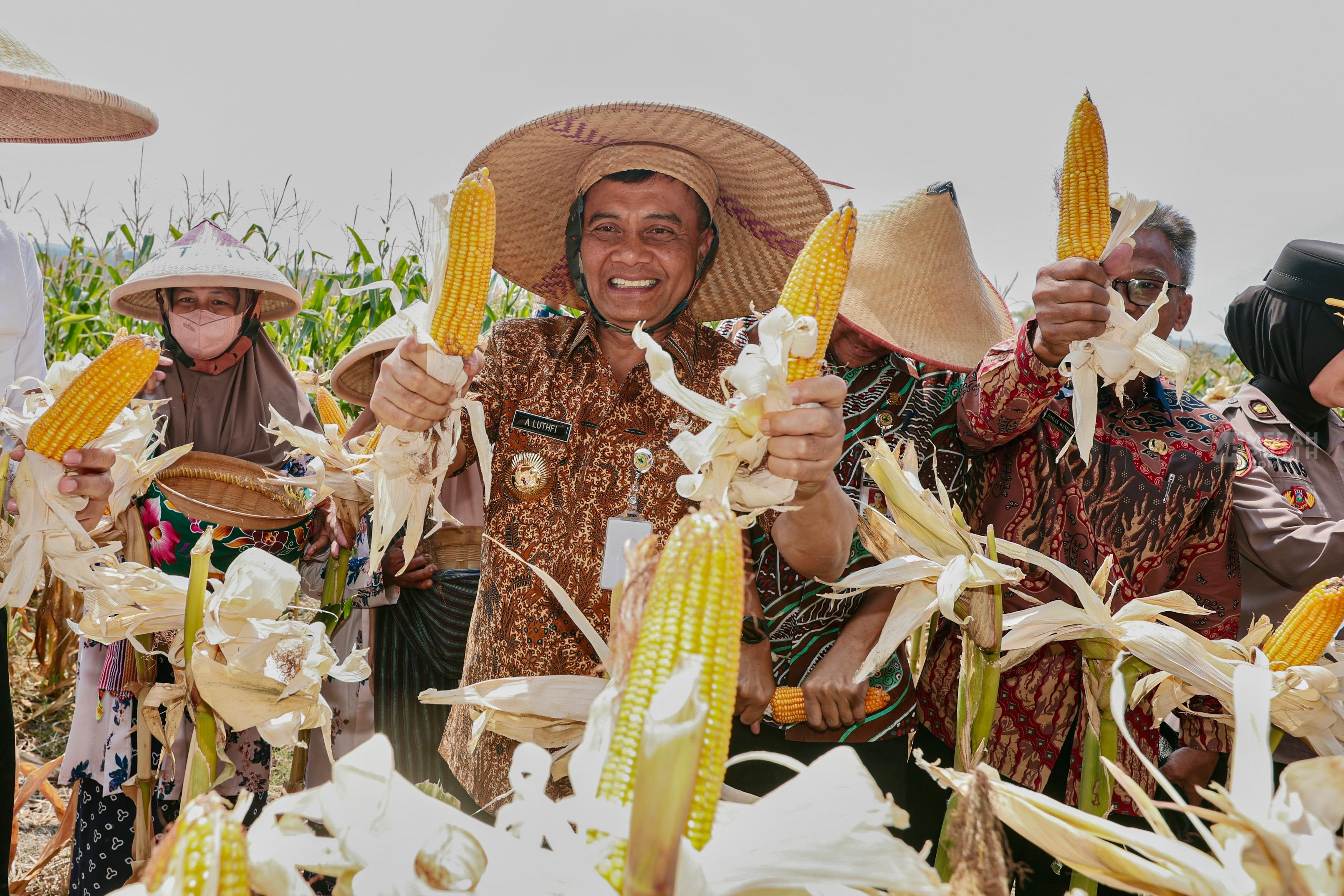 3,7 Juta Ton Jagung Jateng Jadi Penopang Pangan Nasional