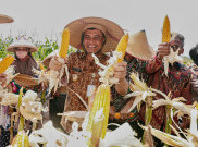 3,7 Juta Ton Jagung Jateng Jadi Penopang Pangan Nasional