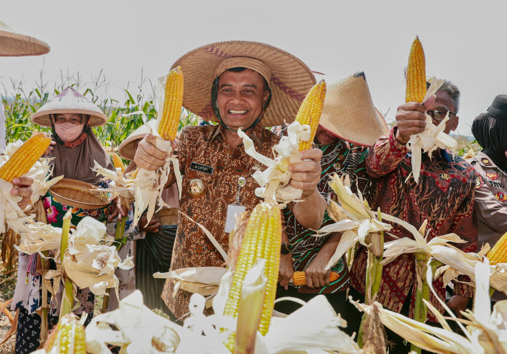 3,7 Juta Ton Jagung Jateng Jadi Penopang Pangan Nasional