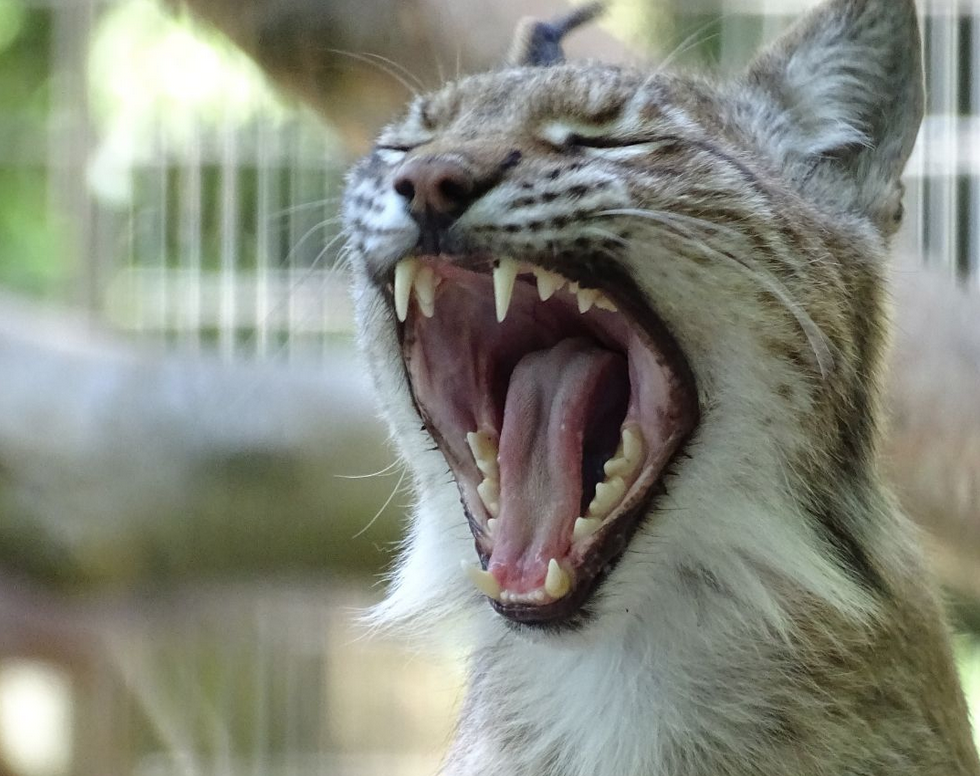 Minta Hewan Peliharaan Dijadikan Pakan Predator, Kebun Binatang di Denmark Autokena Kecam