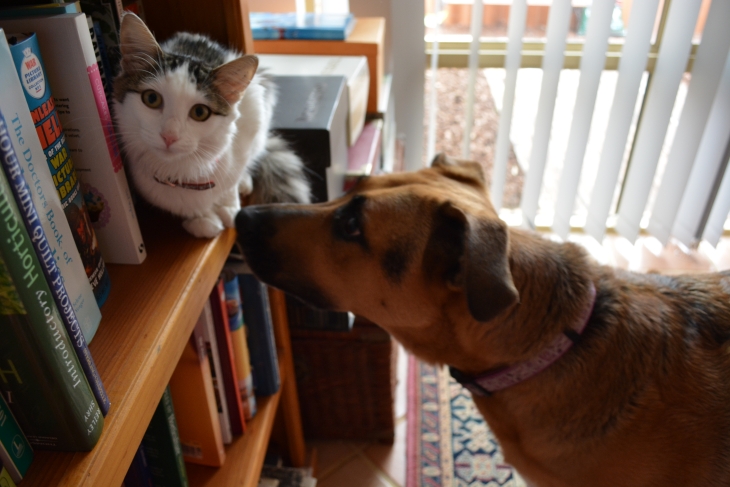 Biarkan kucing dan anjing saling mengenali bau satu sama lain. (Foto: Unsplash/Danae Callister)