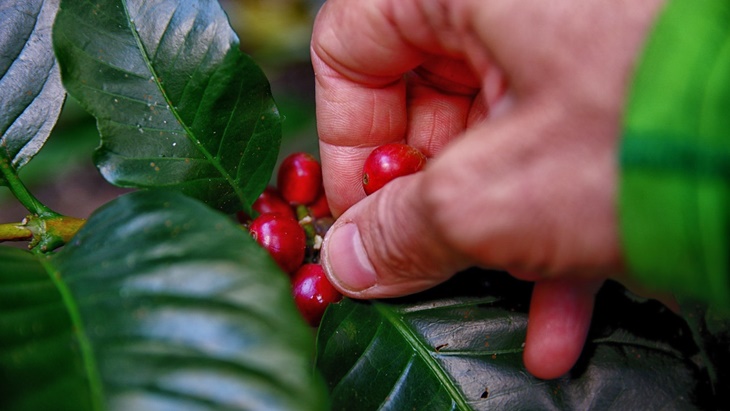 Kopi Lahat Resmi Jadi Kekayaan Intelektual IG