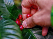 Aceh dan Keistimewaan Kopi Gayo