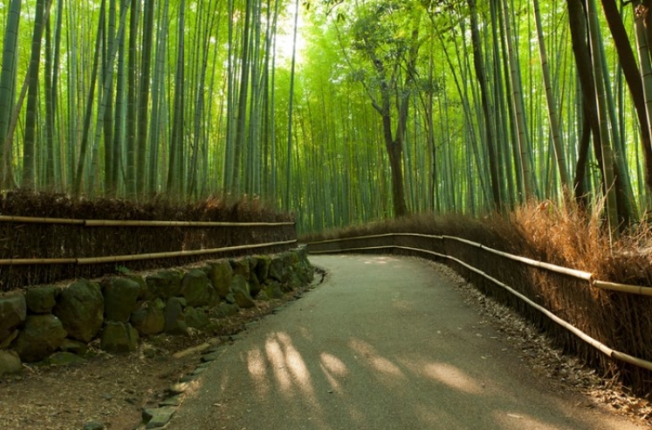 Hutan Terindah dari Seluruh Dunia, Mana yang Paling Ajaib?