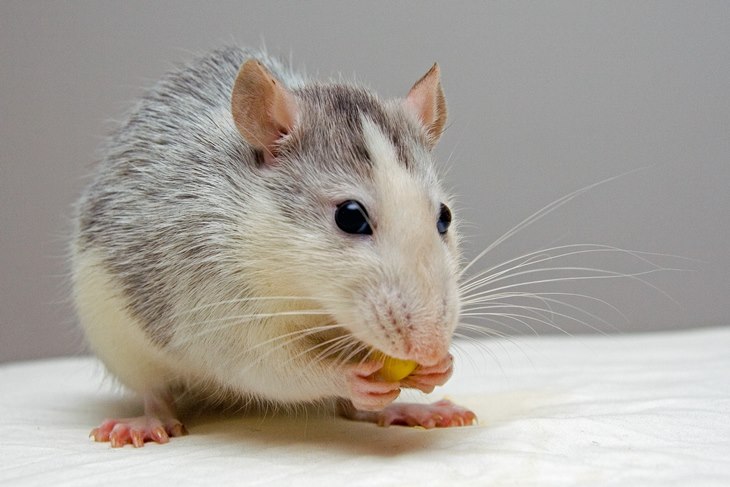 tikus
