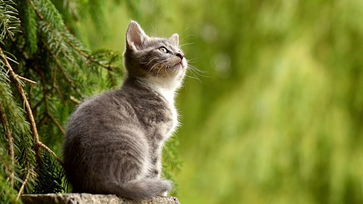 Ada yang Harus Kamu Perhatikan Sebelum Pelihara Kucing