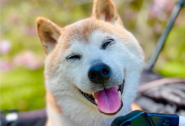 RIP Anjing Logo Dogecoin, Terima Kasih Telah Menginspirasi Memecoin