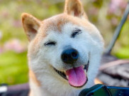 RIP Anjing Logo Dogecoin, Terima Kasih Telah Menginspirasi Memecoin