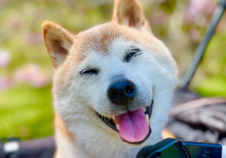RIP Anjing Logo Dogecoin, Terima Kasih Telah Menginspirasi Memecoin