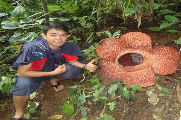 Indahnya Rafflesia Arnoldii Mekar di Taba Penanjung Bengkulu