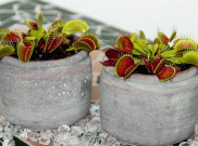 Tanaman Karnivora Unik, Cocok Usir Serangga di Rumah 