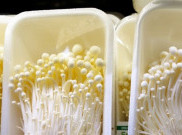 Mengenal Infeksi Listeria akibat Jamur Enoki