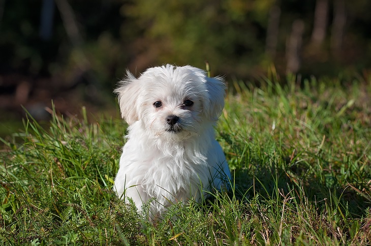anjing peliharaan
