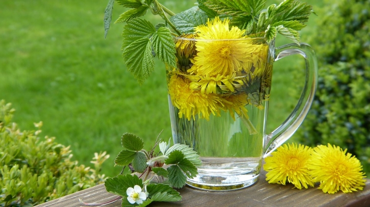 Manfaat Teh Dandelion Bagi Kesehatan