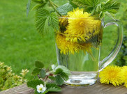 Manfaat Teh Dandelion Bagi Kesehatan