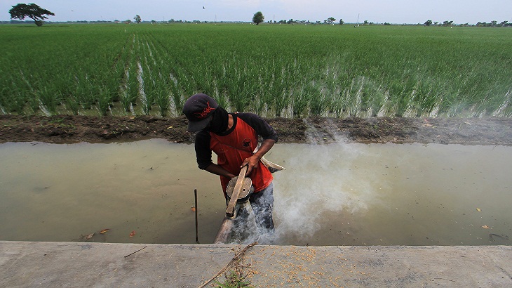 Lahan sawah