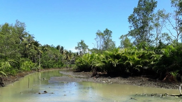 Hutan Mangrove