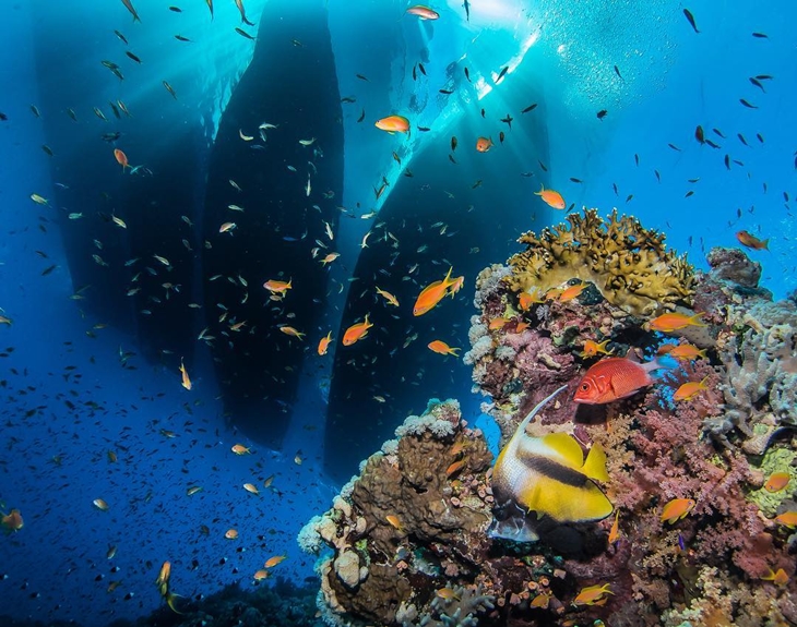 Menyelam di Laut Merah. (Foto: instagram.com/takeiteasyduxy)
