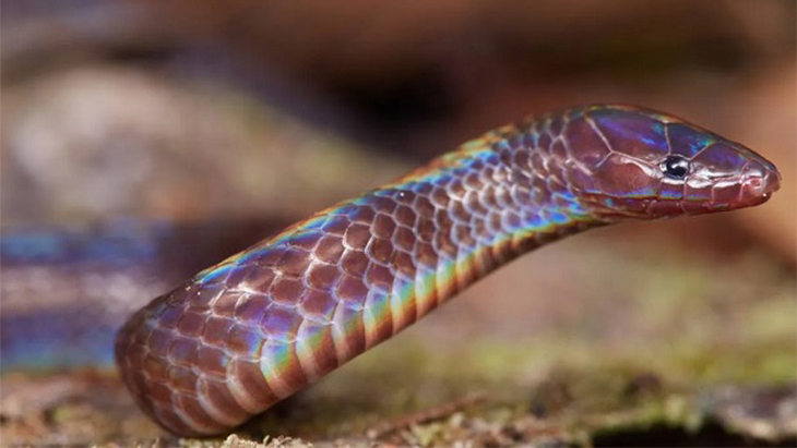 Unik, Spesies Ular ini Hindari Ancaman dengan Salto