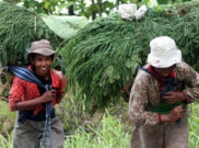 Meluruskan Makna Samin Lewat Festival Budaya