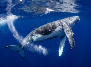 Seorang Penyelam Asal Massachusetts Dilahap oleh Paus Bungkuk Seberat 27 Ton