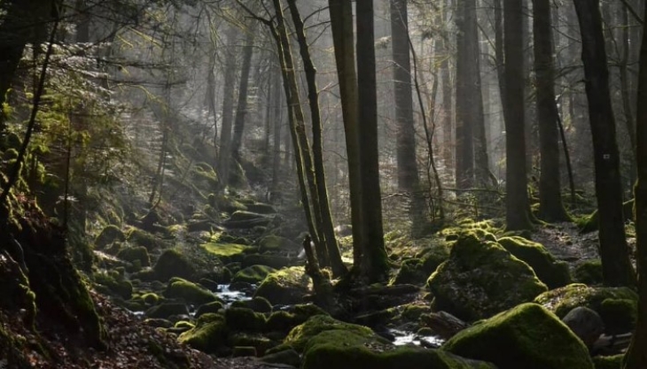 Black Forest di Jerman dikabarkan merupakan sarang monster gaib. (Foto: Bavarian Clockworks)